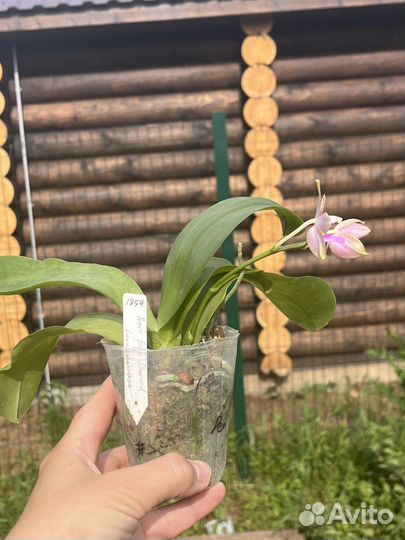 Phal. Peter Blue Diamond х Lueddemaniana