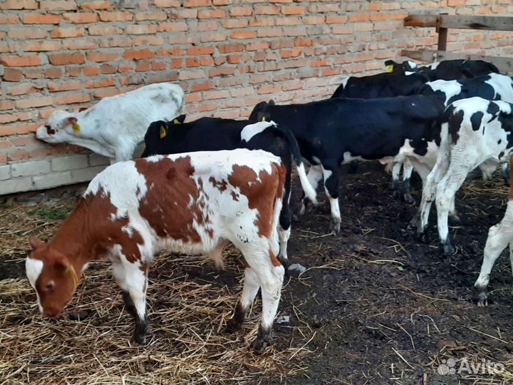Бычки от 1.5 месяцев