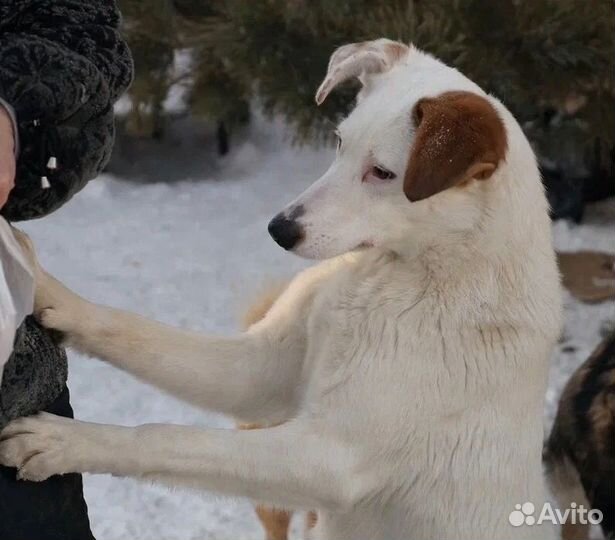 Белка ищет дом