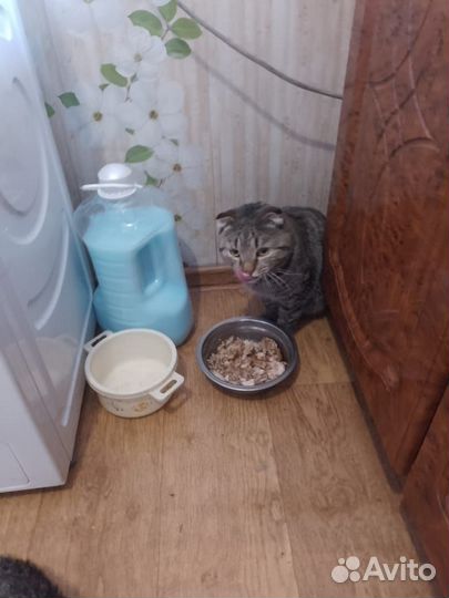Шотландский вислоухий кот