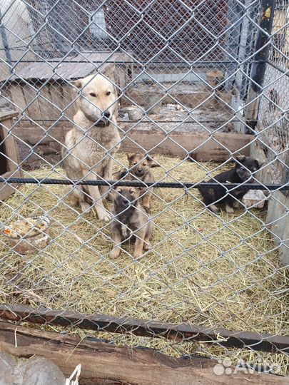 Щенки лайки зсл