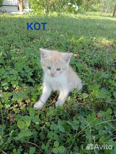 Котята в добрые руки бесплатно