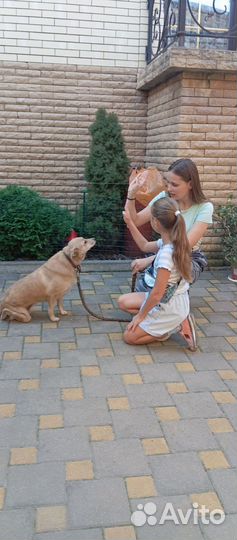 Дрессировка собак. Кинолог