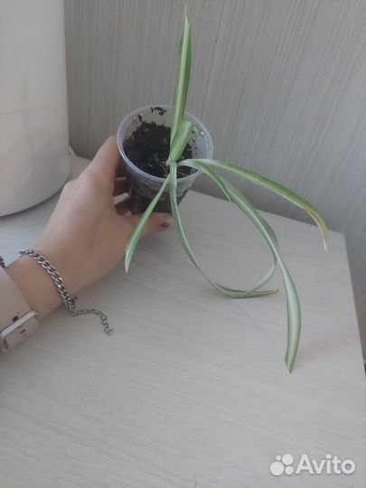 Хлорофитум