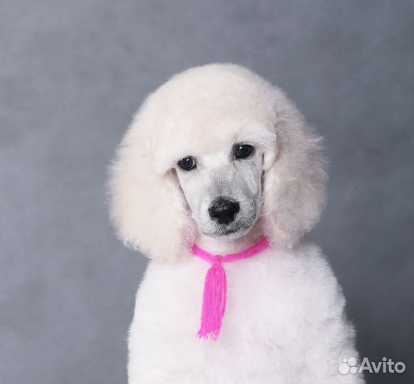 Щенок белая королевская сука