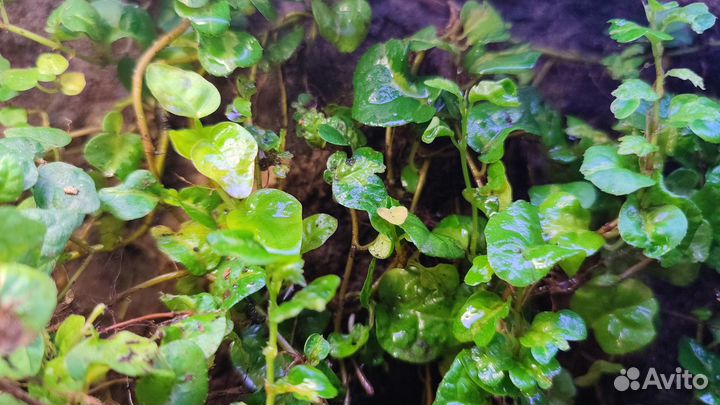 Доставка / Растения для флорариума и лягушатника