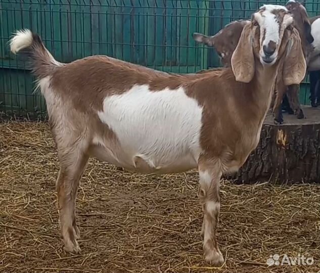 Англо нубийские козлики, козочка(и) 100%