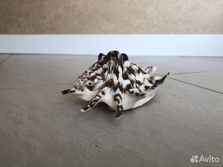 Ракушка морская большая