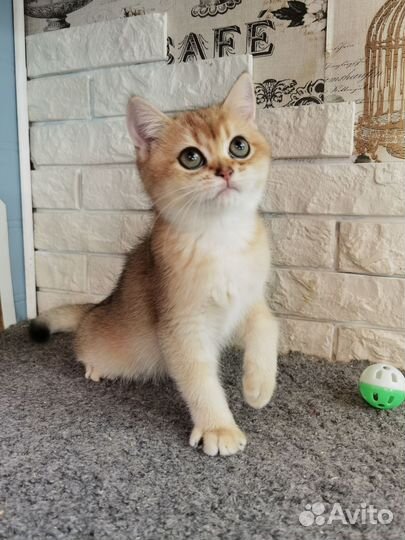 Британская золотая кукла