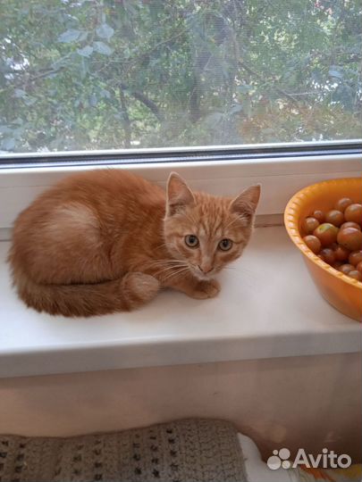 Котенок девочка в добрые руки