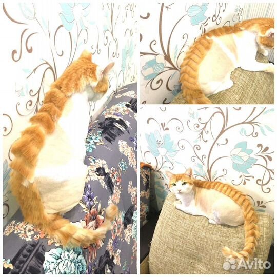 Стрижка кошек выезд на дом(грумер)