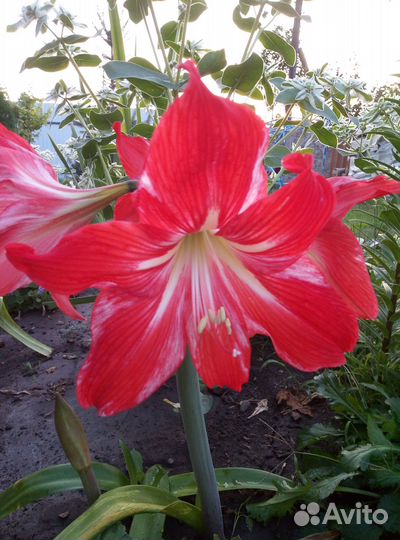 Луковицы гиппеаструма