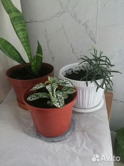 Сенсевиерия, хатиора набором