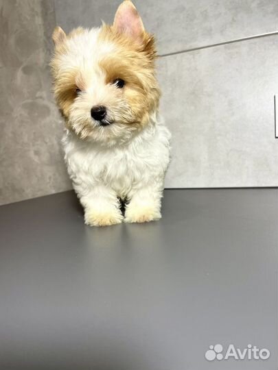 Голддаст йорк,золотой йорк