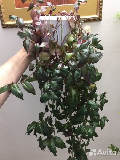 Комнатные растения