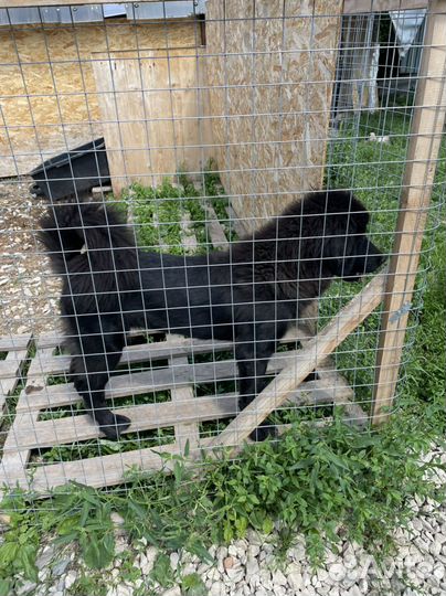 Собака монгольский банхар