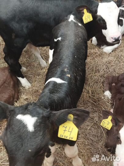 Телята от фермы