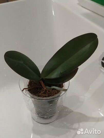 Орхидея Баттерфляй