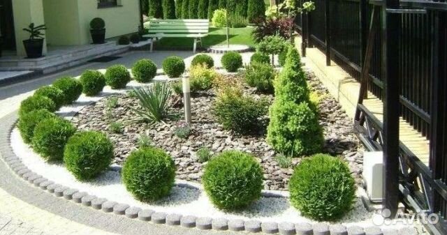 Туя западная Даника