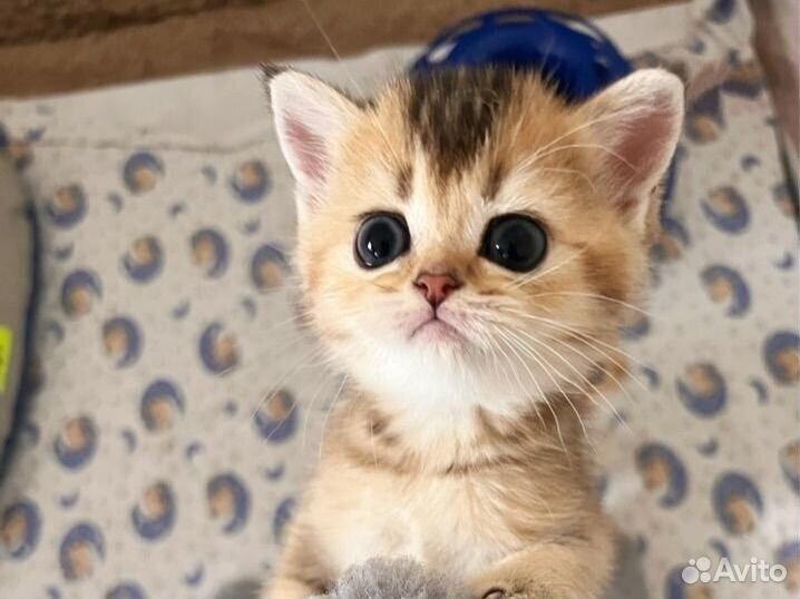 Шотландская девочка