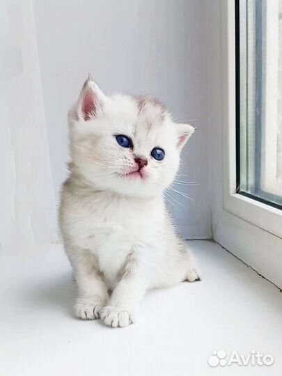Британские котята