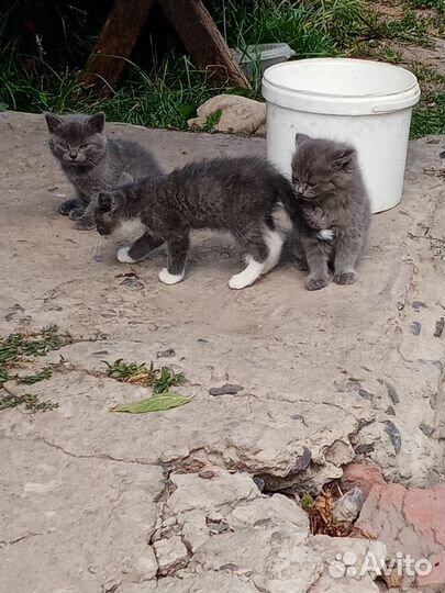 Отдам котят в добрые, руки. 2 девочки, 1 мальчик