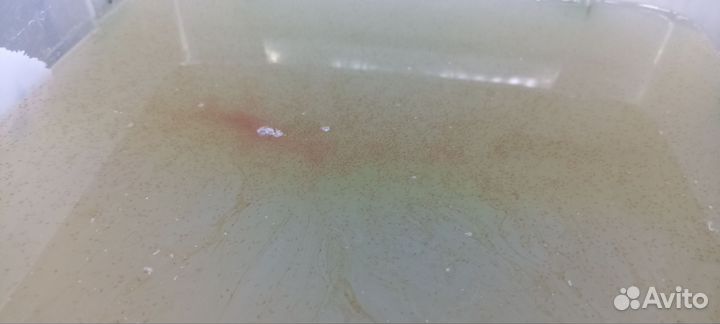 Корм для рыбок