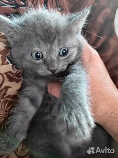 Котята скотиш страйт