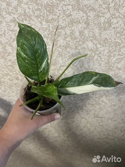 Спатифиллум домино вариегатный