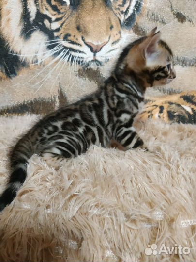 Бенгальские котята