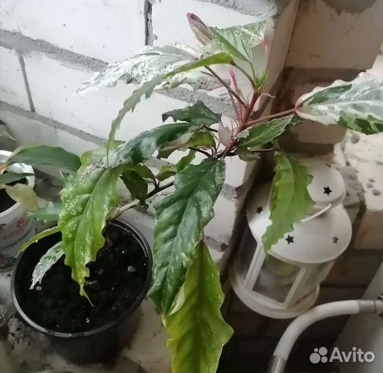 Гибискус Купера вариегатный, Розан, Китайск. Роза