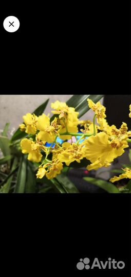 Онцидиум Seet Sugar