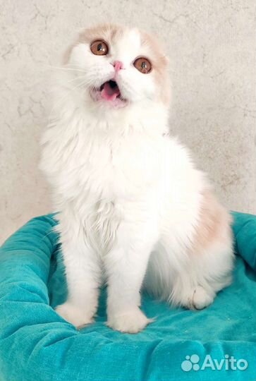 Вислоухий кот