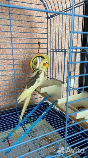 Попугай карелла с большой клеткой