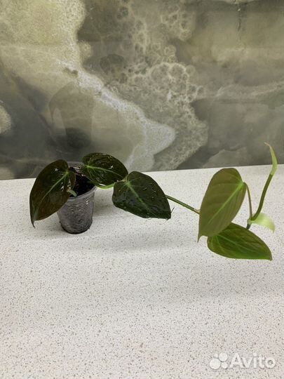 Филодендроны