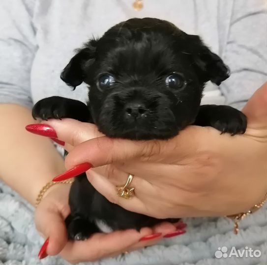 Длинношерстные щенки чихуахуа