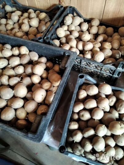 Семенной картофель Сантэ