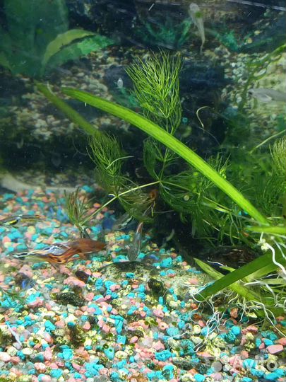 Аквариумные рыбки