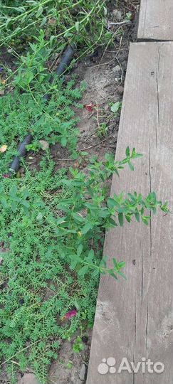 Зверобой, кустики