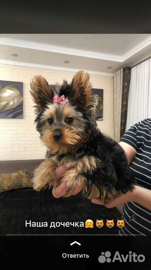 Йоркширский терьер вязка