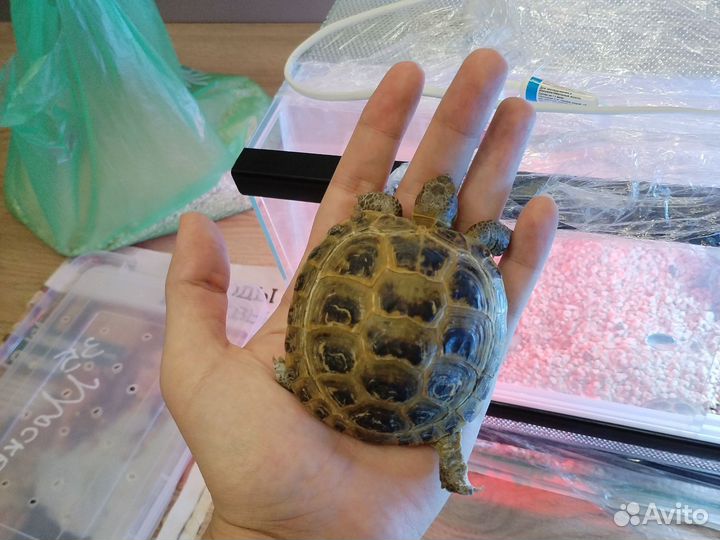 Черепаха сyxoпyтнaя