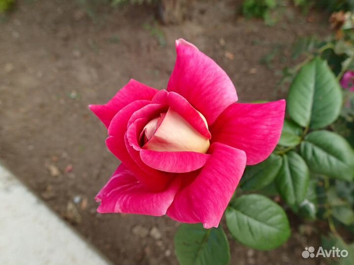 Проезд автобусом из Витязево в Пермь 11.08