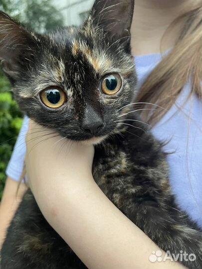 Котенок в добрые руки