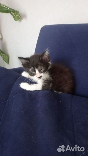 Кошка кот