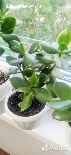 Толстянка (Денежное дерево )