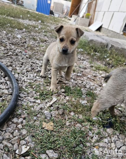 Щенки в добрые руки