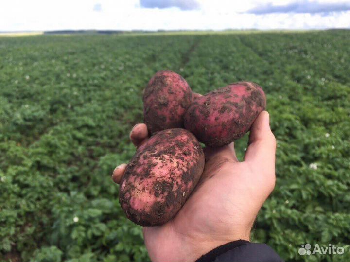 Картофель оптом