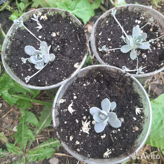 Суккуленты