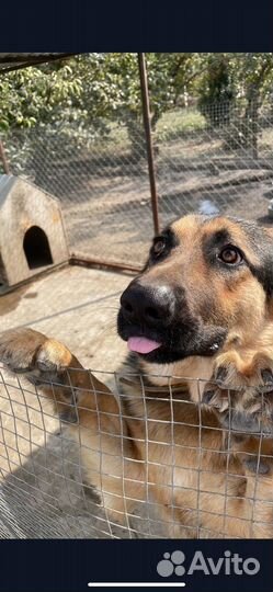 Немецкая овчарка вязка