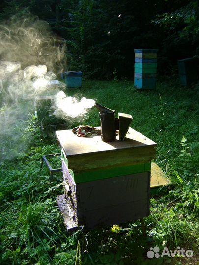 Обучение пчеловодству